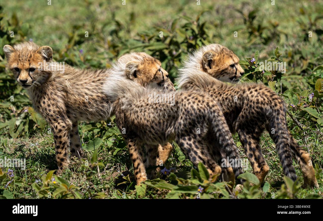Three cheetah cubs standing together in Serengeti National Park Stock Photo