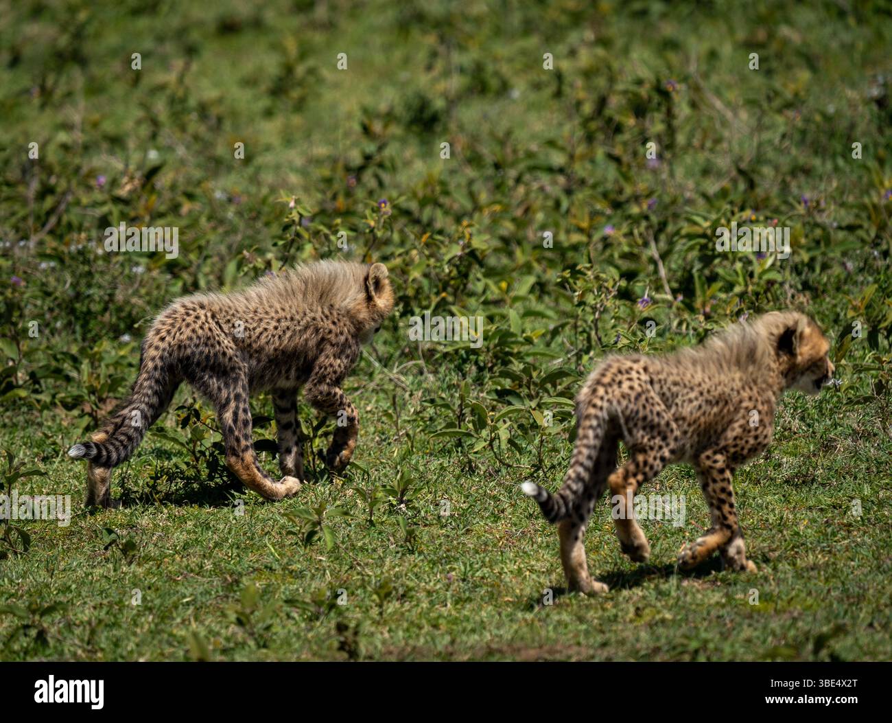 Two cheetah cubs walking through grassy plains in Serengeti National Park, Tanzania Stock Photo