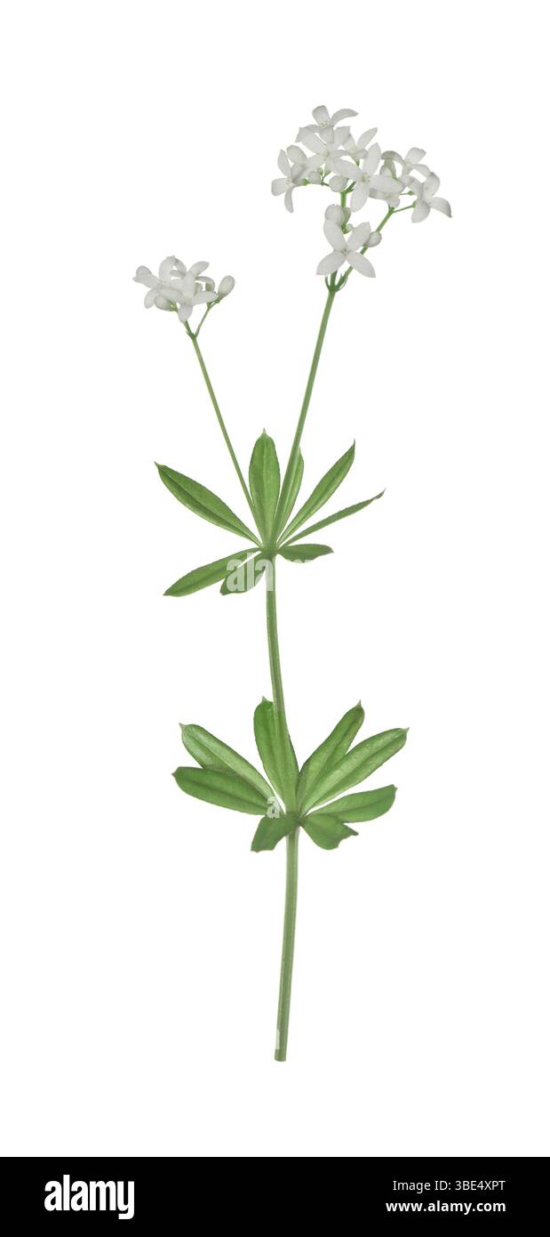 Woodruff - Galium odoratum Stock Photo