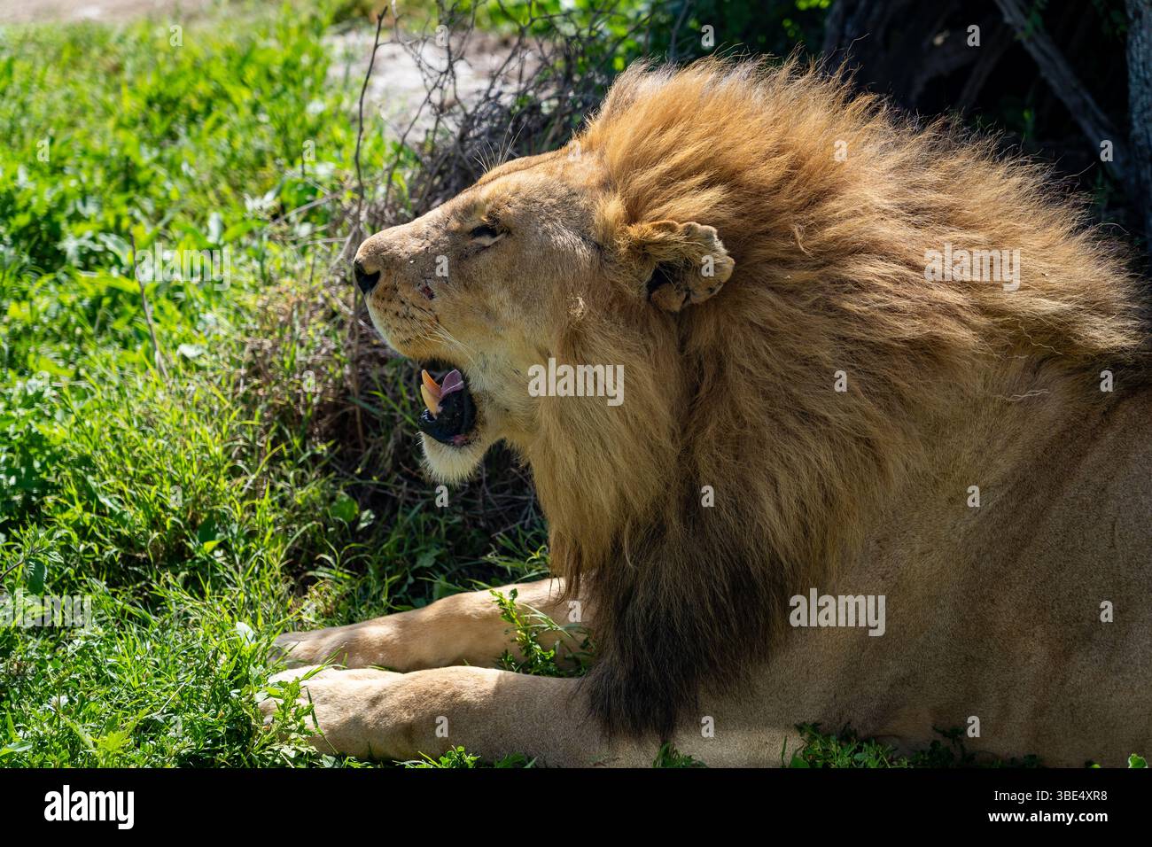 Male lion yawning while resting in grass Stock Photo - Alamy