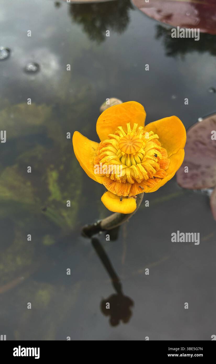 Yellow water lilies in the lake Stock Photo - Alamy