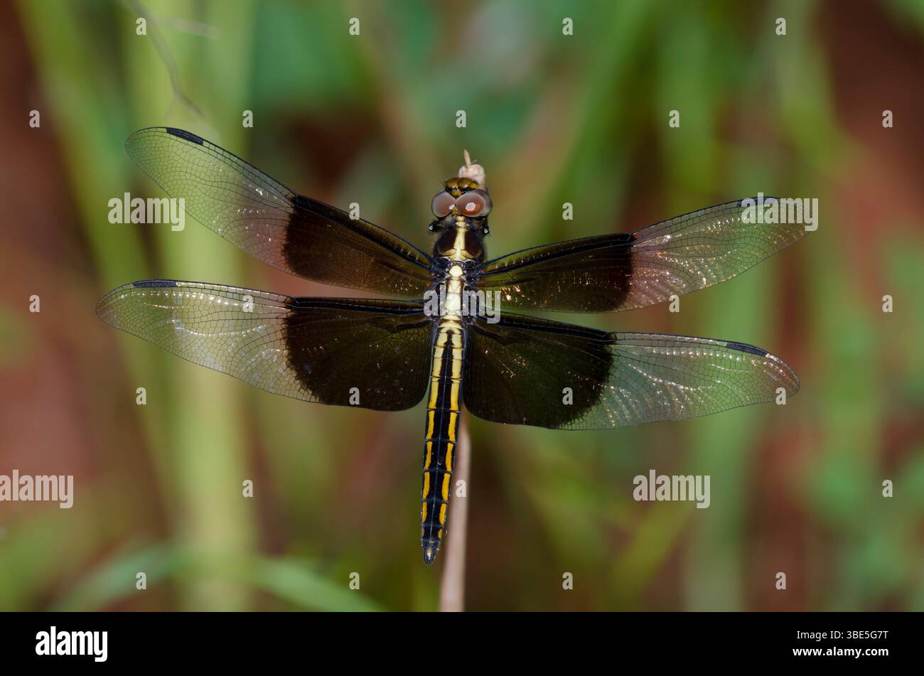 Widow Skimmer, Libellula luctuosa, female Stock Photo - Alamy