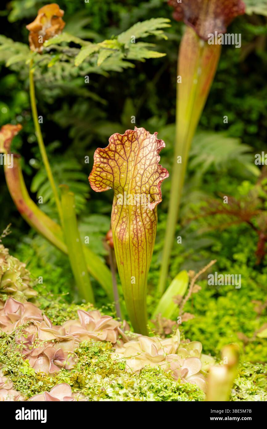 Lush green vibrant plant growth patterns hi-res stock photography and ...