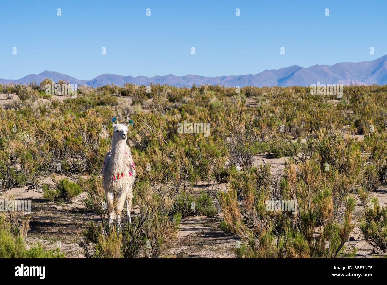 Decorated Llama (Lama glama) pictured in its natural habitat within the ...