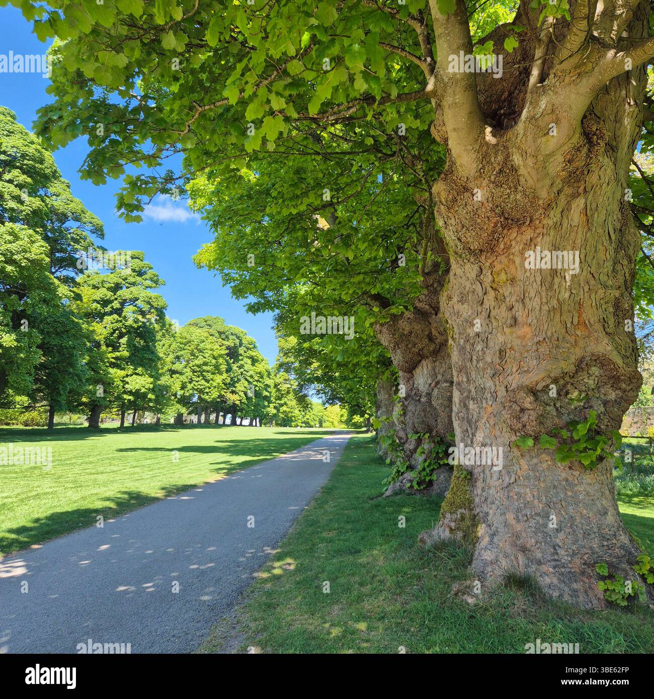 The path forward Stock Photo - Alamy
