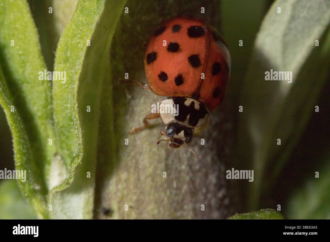 Red Harlequin Ladybird Stock Photo