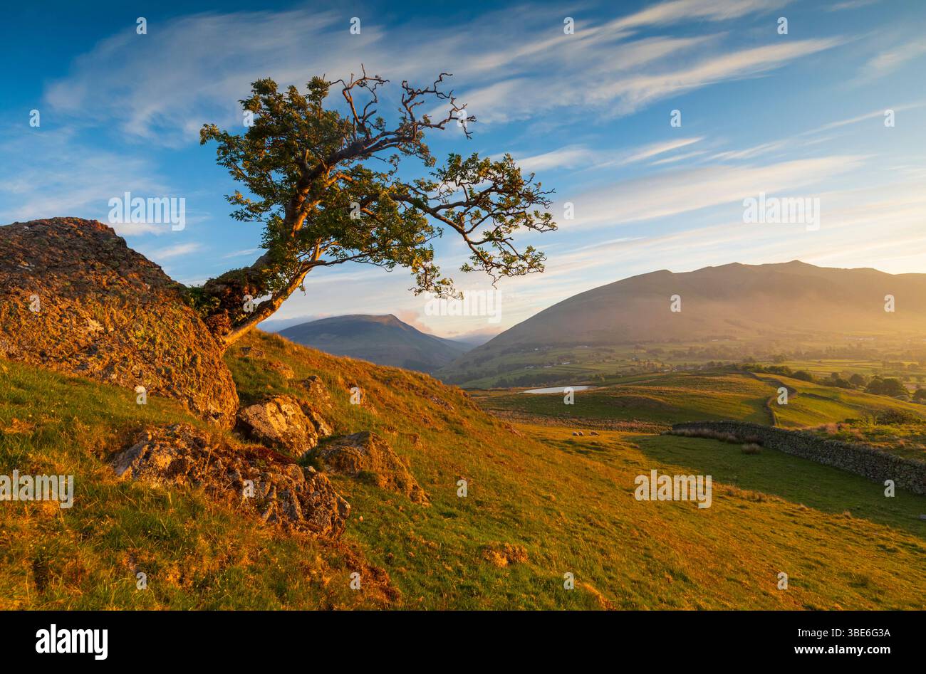 Lone Tree at Dawn Stock Photo