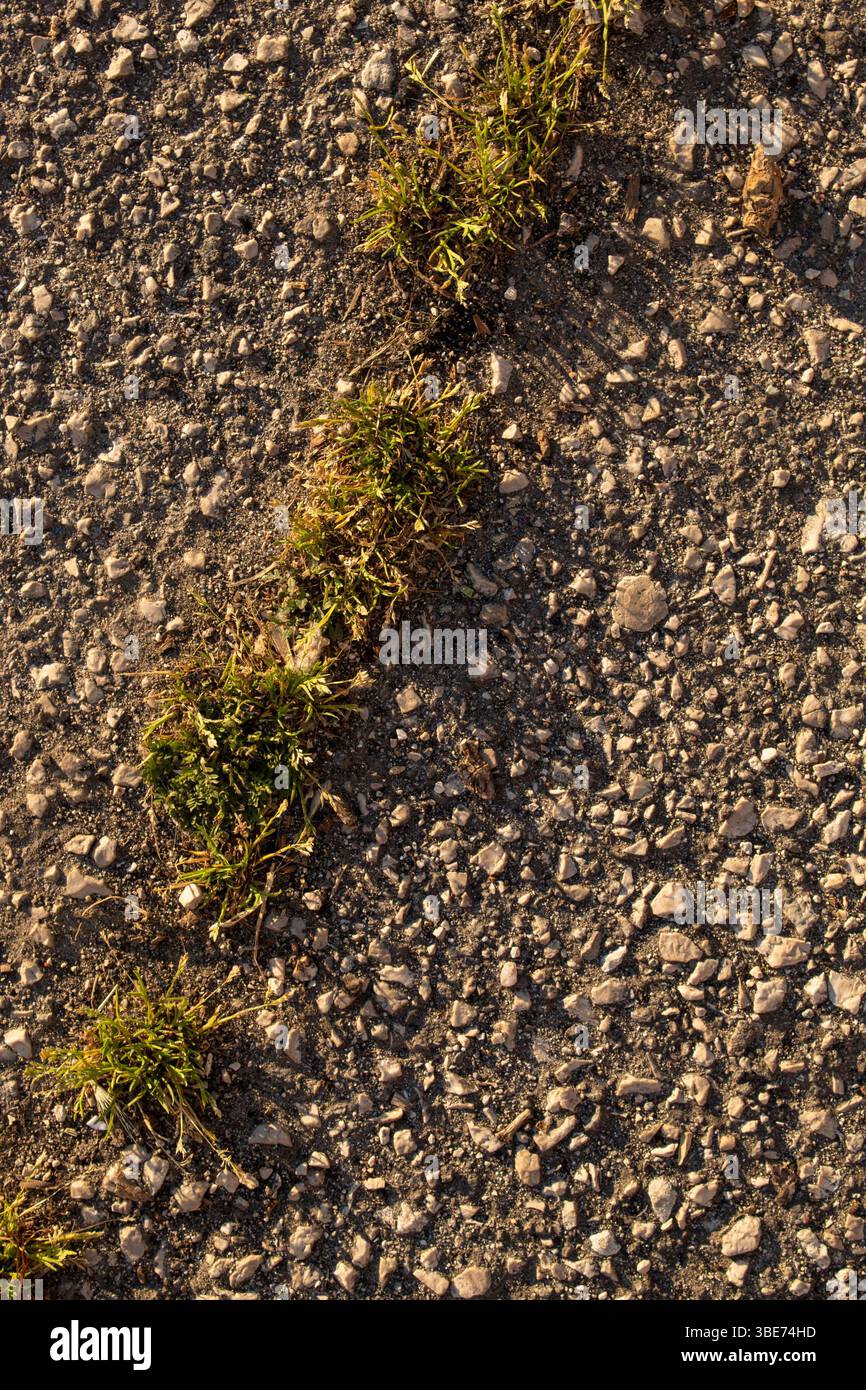 Asphalt texture with grass close up. Stock Photo