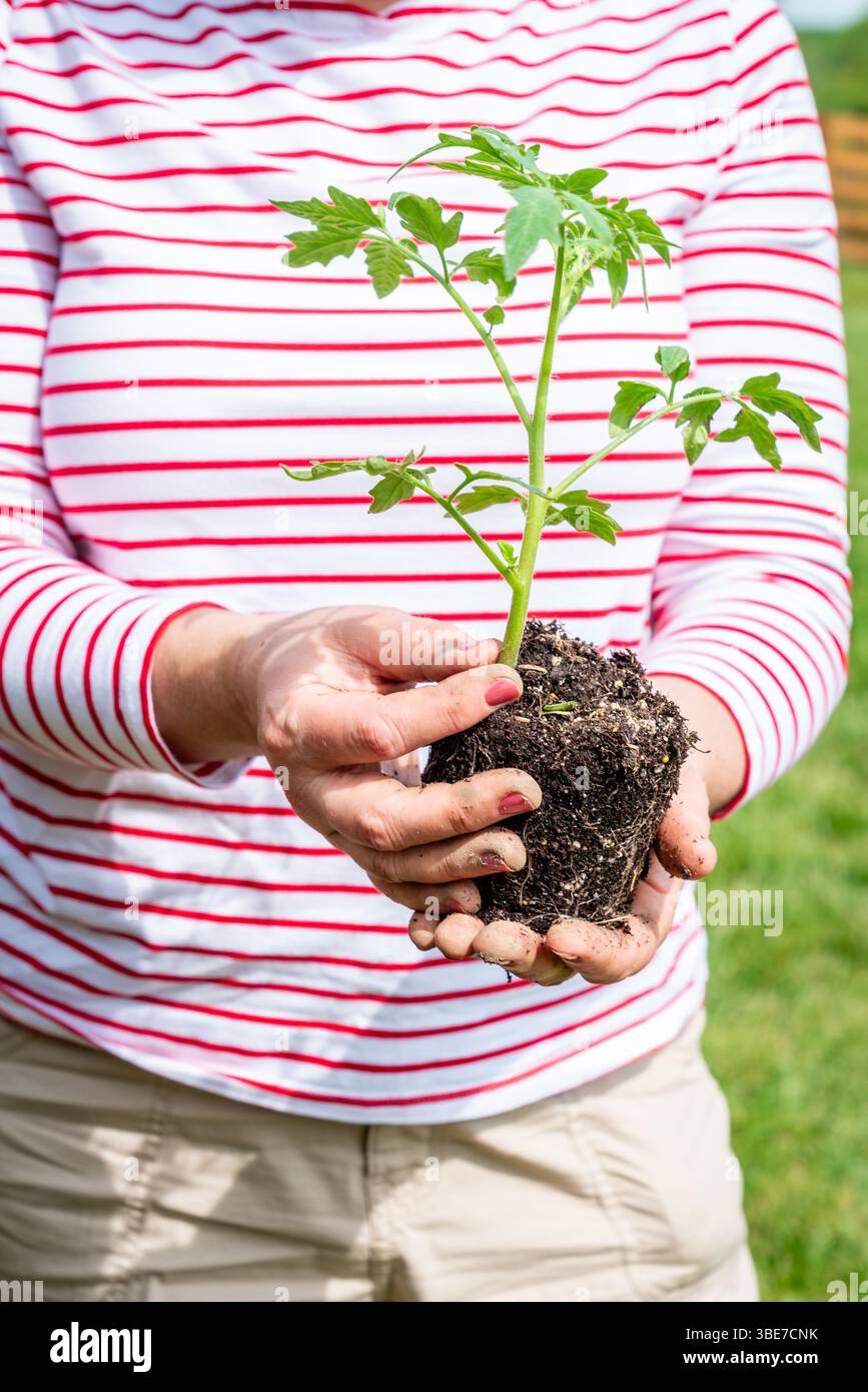 A woman is holding a tomato seedling to planted in the garden Stock ...