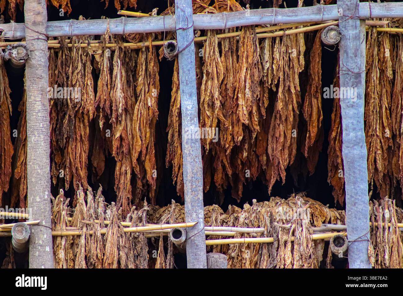 Tobacco sun curing hi-res stock photography and images