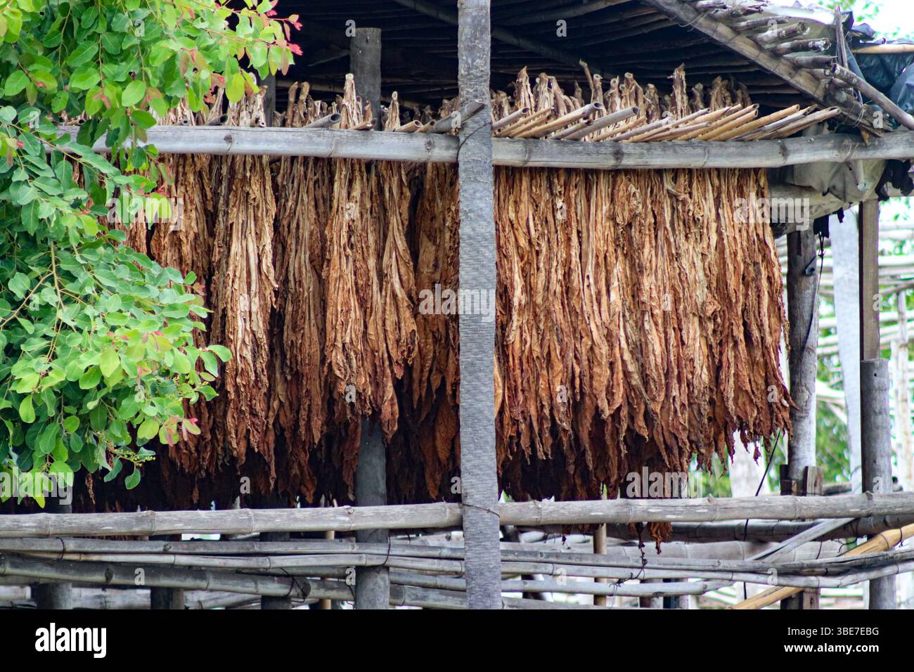 Tobacco export hi-res stock photography and images