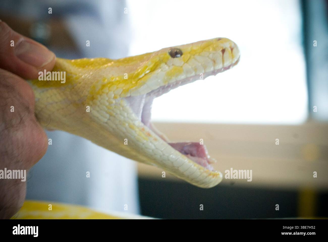 Albino Burmese python (Python molurus) being held with its mouth open. Photographed at the Menagerie du Jardin des Plantes, Paris, France. Stock Photo