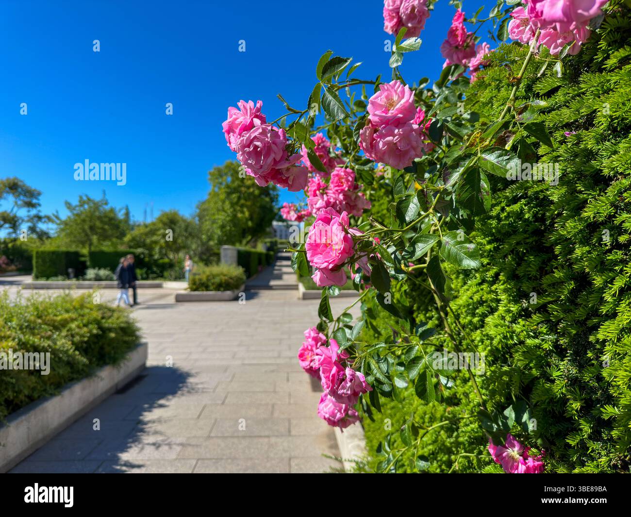 Blühende Rosen im Sommergarten unter blauem Himmel in Kopenhagen - Smartphone Captured Stock Image