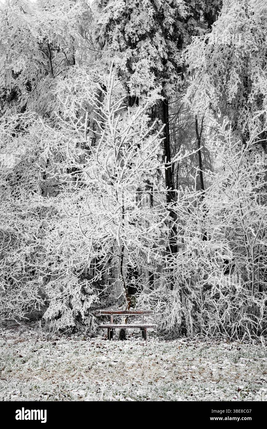 Frozen white winter scenery in a german forest. Stock Photo