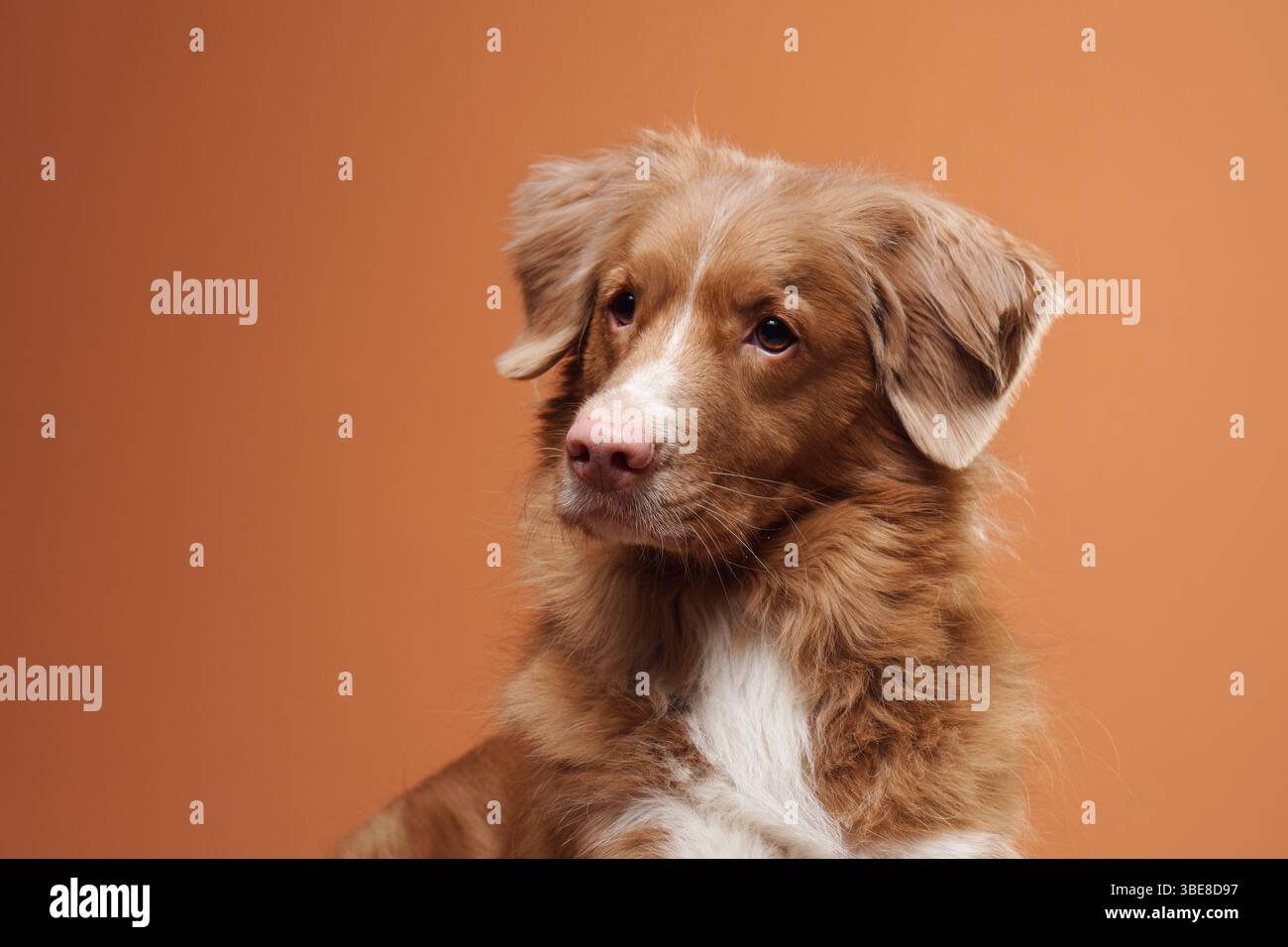 Golden retriever sitting sideways hi-res stock photography and