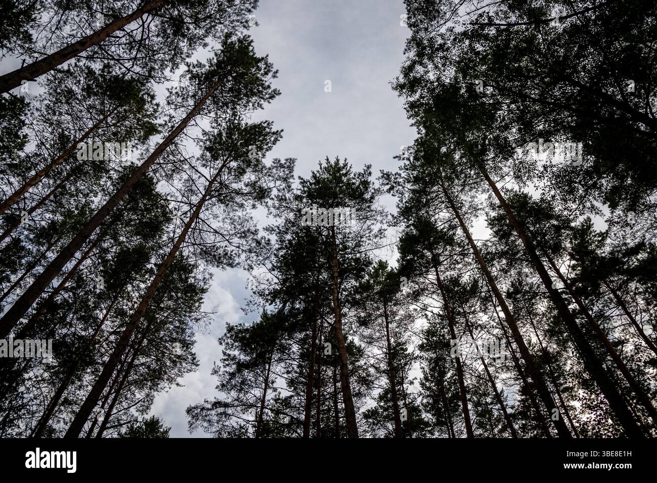 Forest around Lake Aviris near Leipalingis town, Druskininkai Municipality, Alytus County of Lithuania Stock Photo