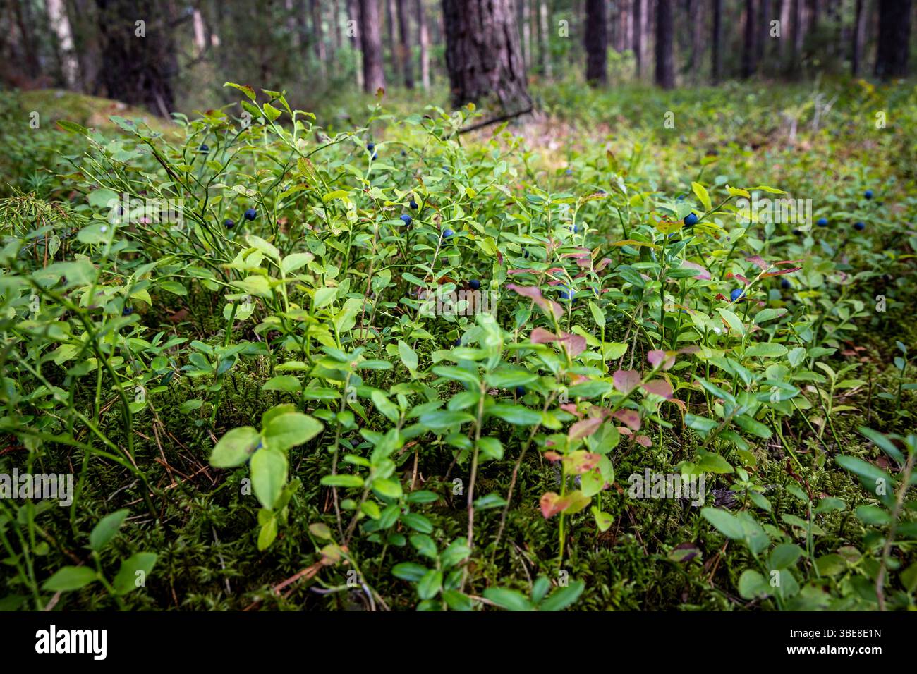European blueberries in forest around Lake Aviris near Leipalingis town, Druskininkai Municipality, Alytus County of Lithuania Stock Photo