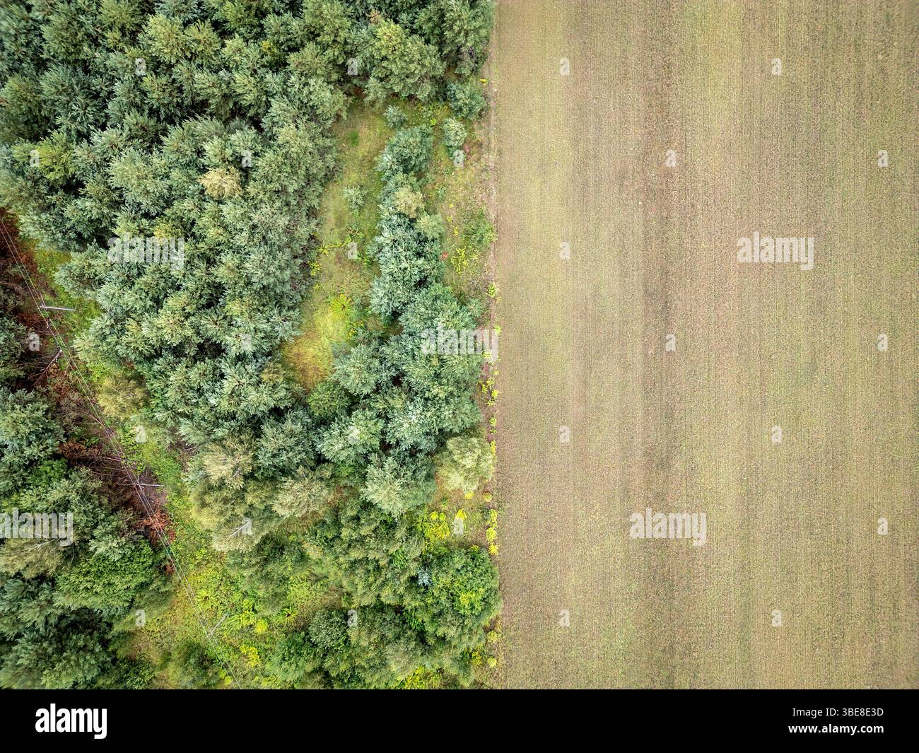 Forest and field near Leipalingis town, Druskininkai Municipality, Alytus County of Lithuania Stock Photo