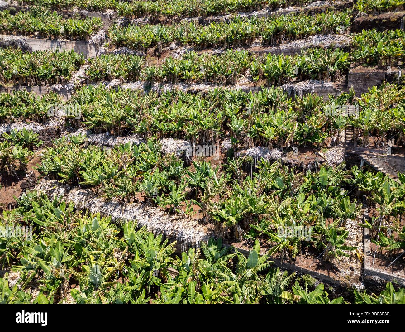 Drone view of terraced banana plantations in Camara de Lobos on Madeira Island, Portugal Stock Photo