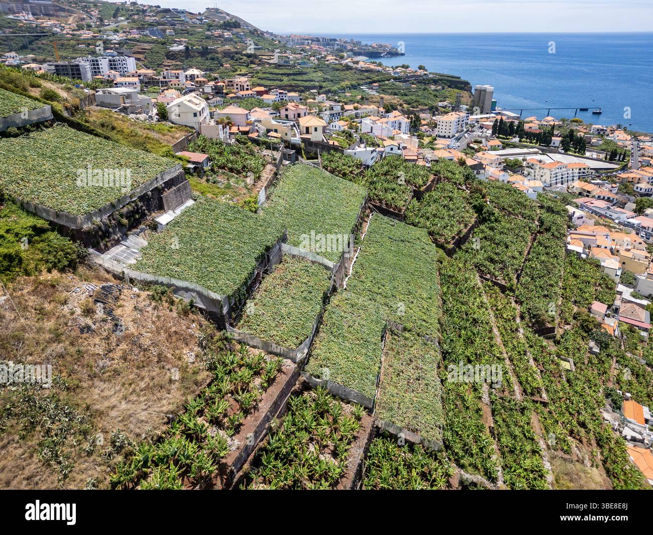 Terraced banana plantations in Camara de Lobos on Madeira Island, Portugal Stock Photo