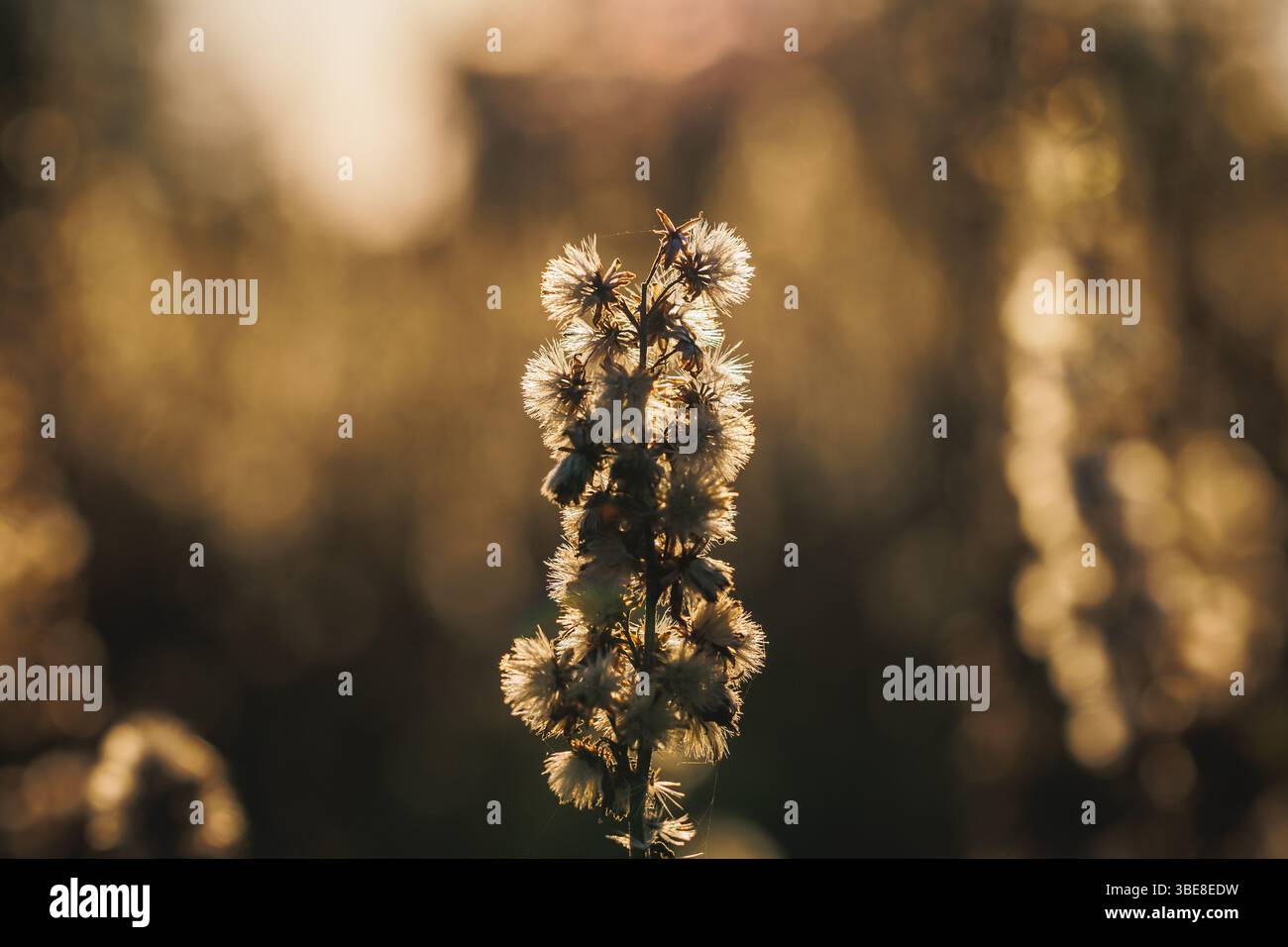 Plants on a meadow in Gmina Lochow, Mazowsze region of Poland Stock Photo