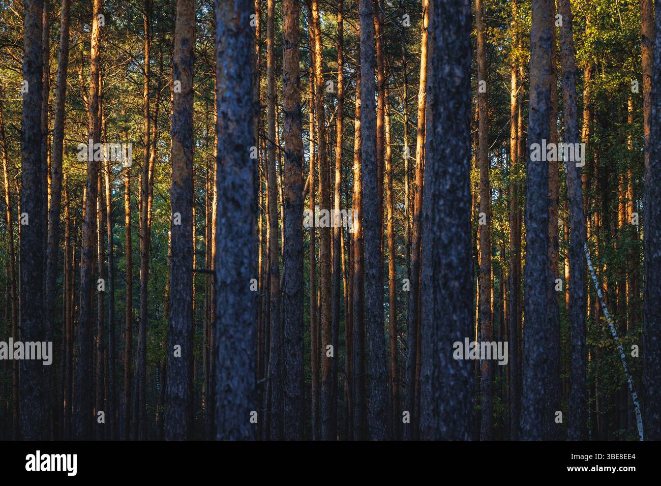 Pine tree forest in area of Lochow town, Masovia region of Poland Stock Photo