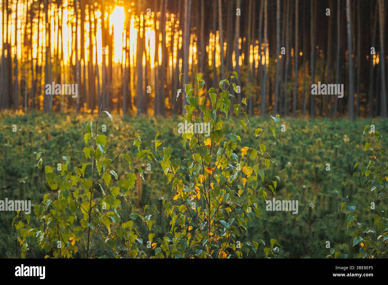Growing birches in forest in area of Lochow town, Masovia region of Poland Stock Photo