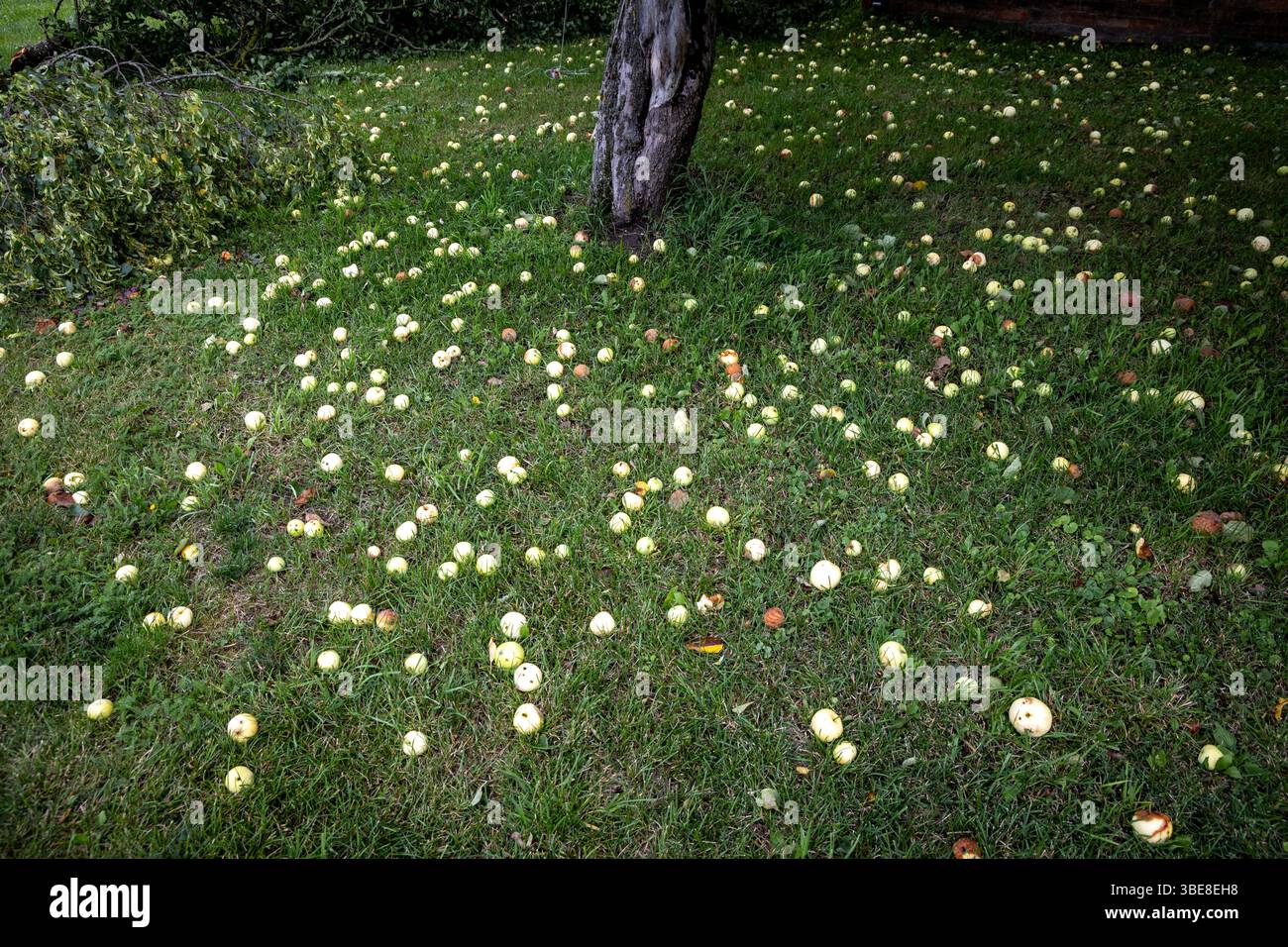 Grass full of apples under the apple tree after heavy wind in Lithuania Stock Photo