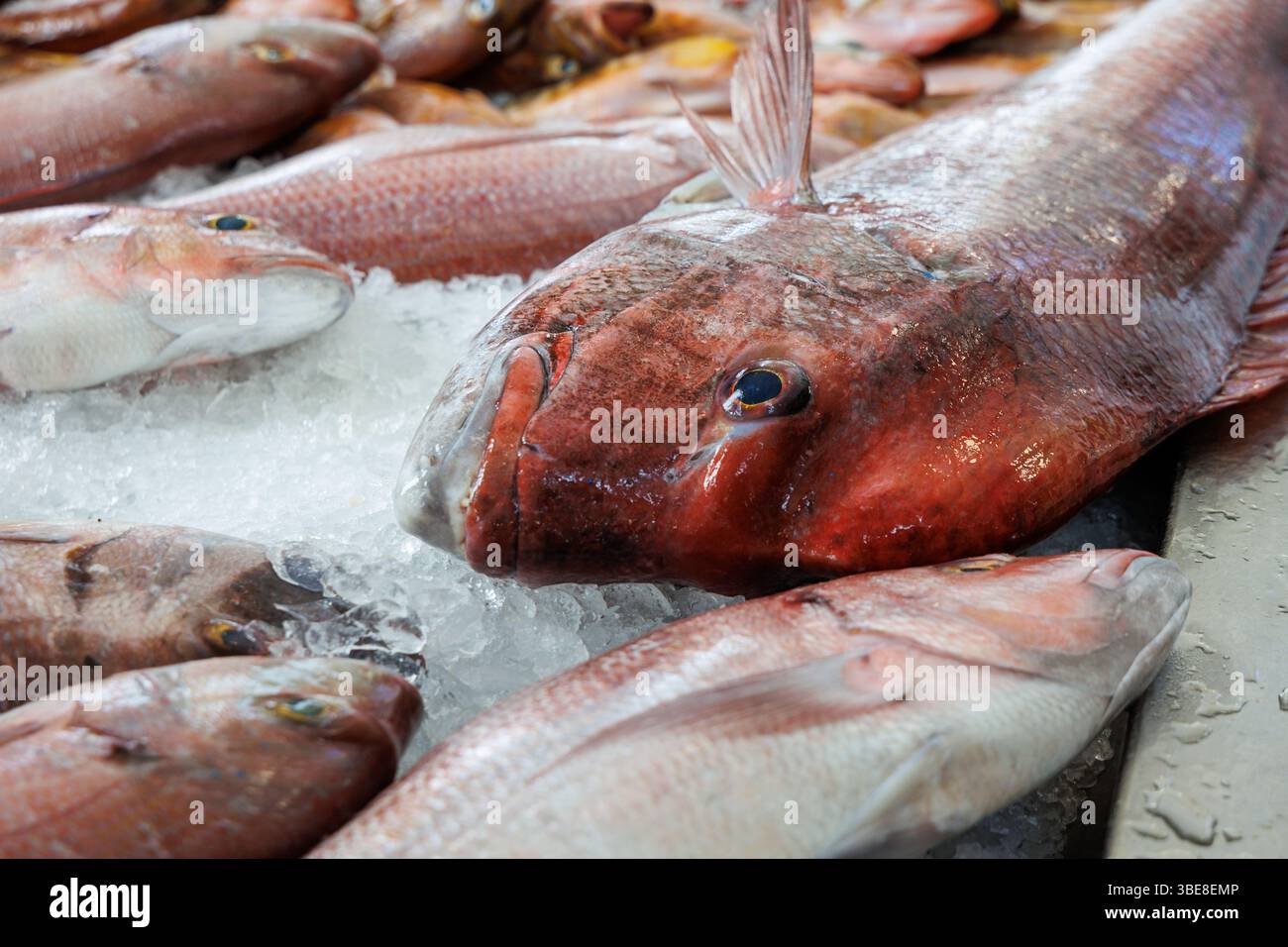 Red seabreams for sale on Mercado dos Lavradores Farmers Market in Funchal, Madeira, Portugal Stock Photo