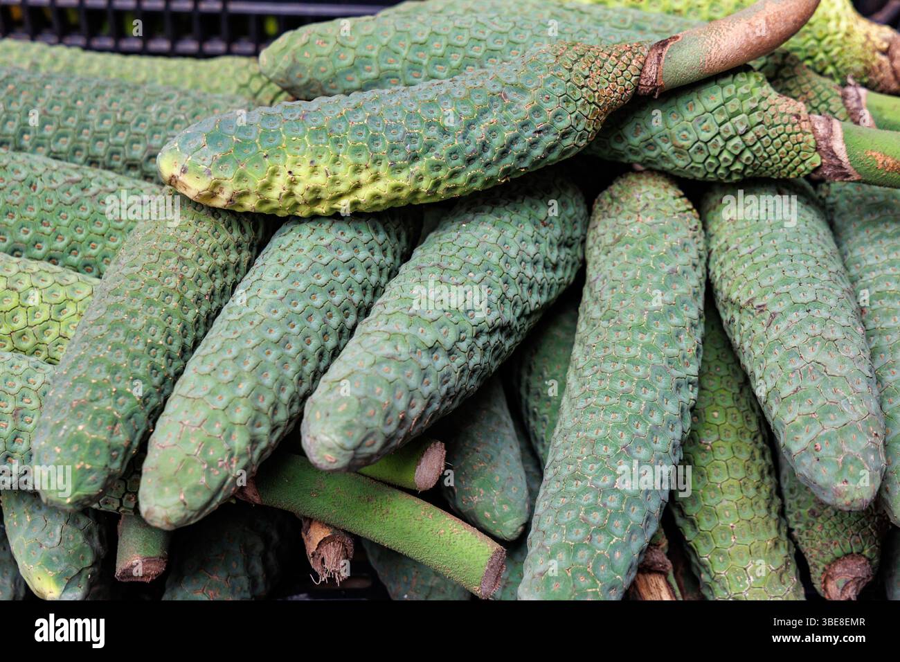 monstera freckles MONSTERA FROZEN FRECKLES M6 main image 1
