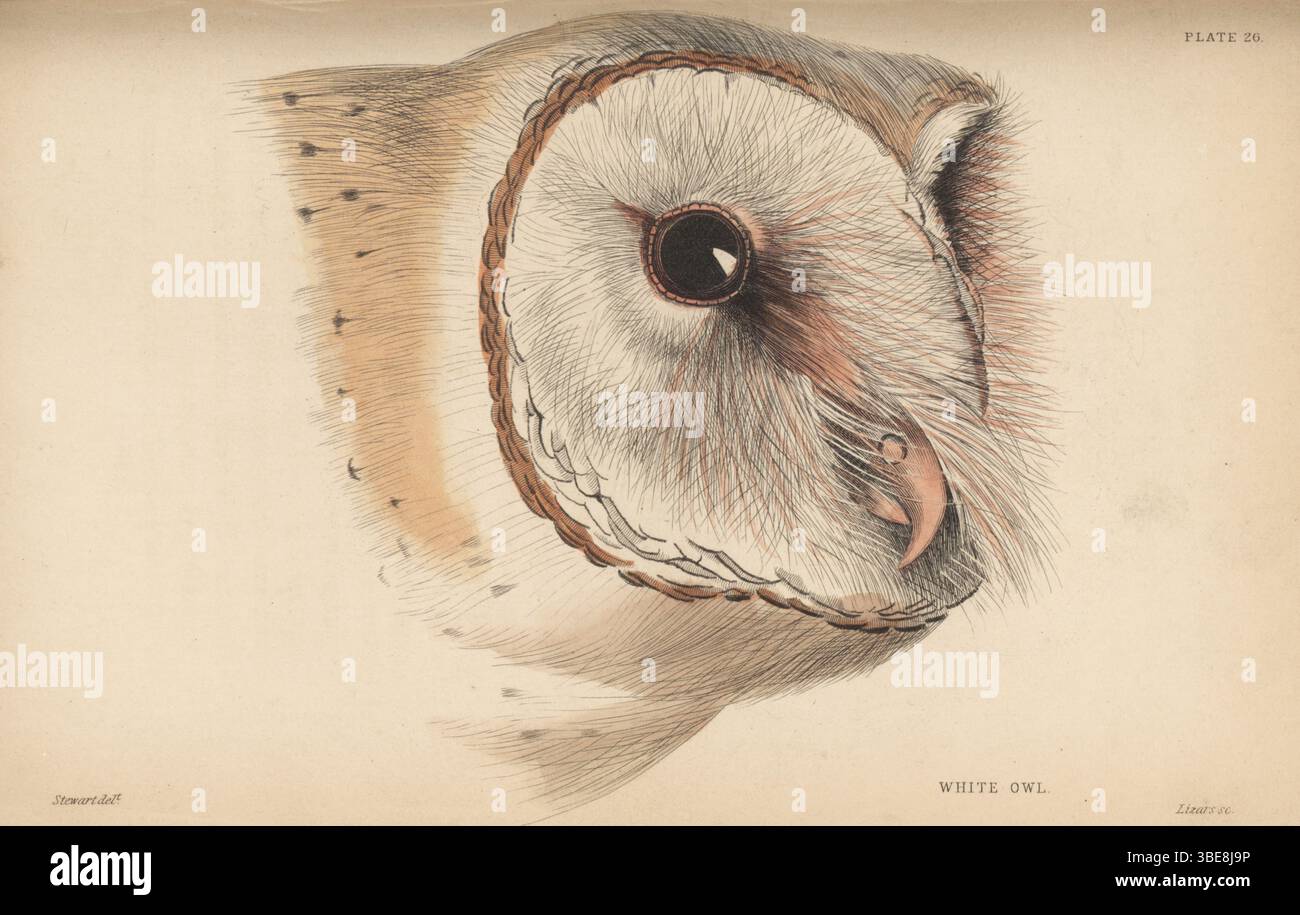 Western barn owl, Tyto alba. White owl, Strix flammea. Handcoloured steel engraving by William Lizars after an illustration by James Stewart from Sir William Jardine’s Ornithology, British Birds, Birds of Prey, Vol. XXIV of The Naturalist’s Library, W.H. Lizars, Edinburgh, 1843. Stock Photo