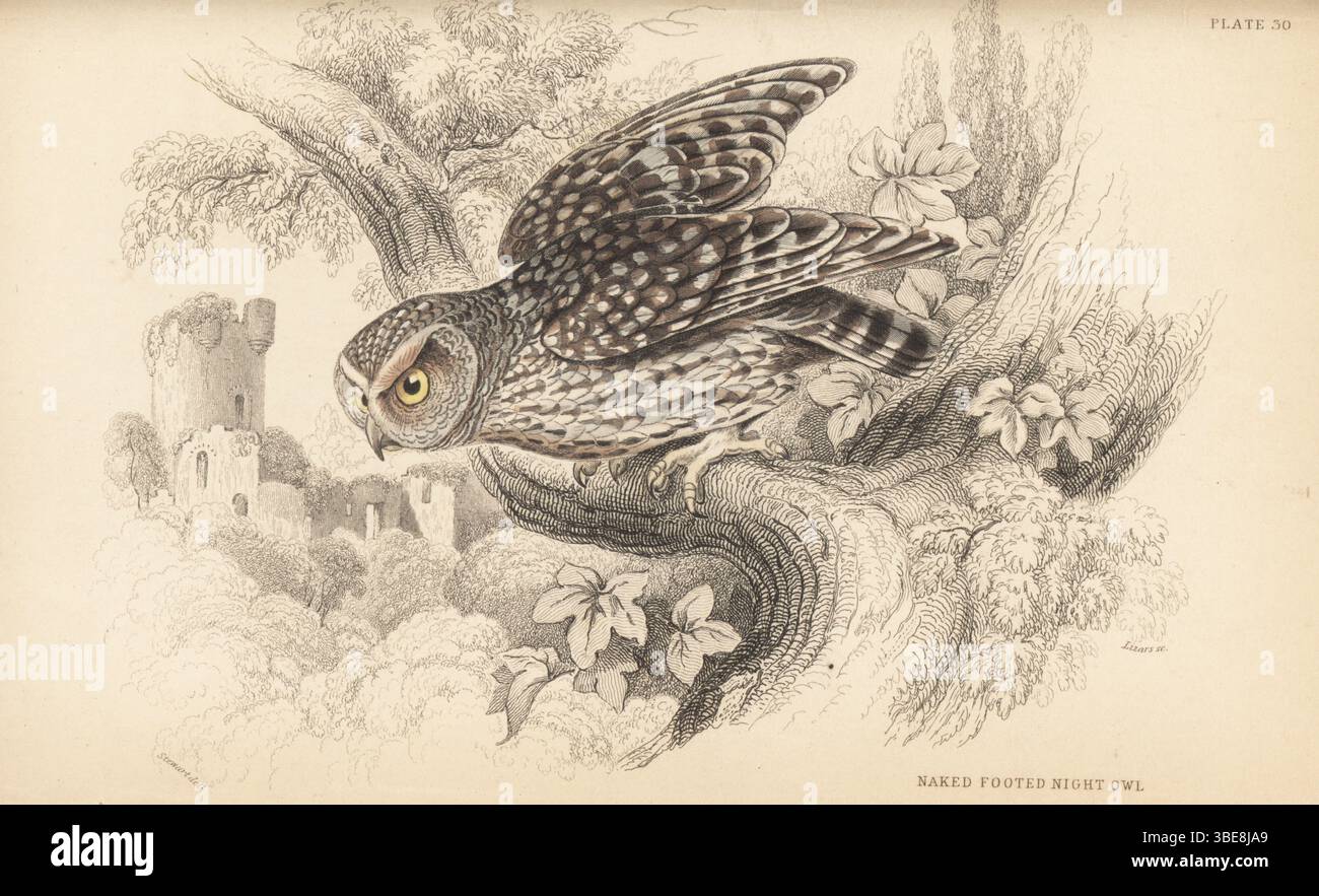 Little owl, Athene noctua. Naked footed night owl, Scotophilus nudipes, Strix nudipes, Noctua passerina. Handcoloured steel engraving by William Lizars after an illustration by James Stewart from Sir William Jardine’s Ornithology, British Birds, Birds of Prey, Vol. XXIV of The Naturalist’s Library, W.H. Lizars, Edinburgh, 1843. Stock Photo