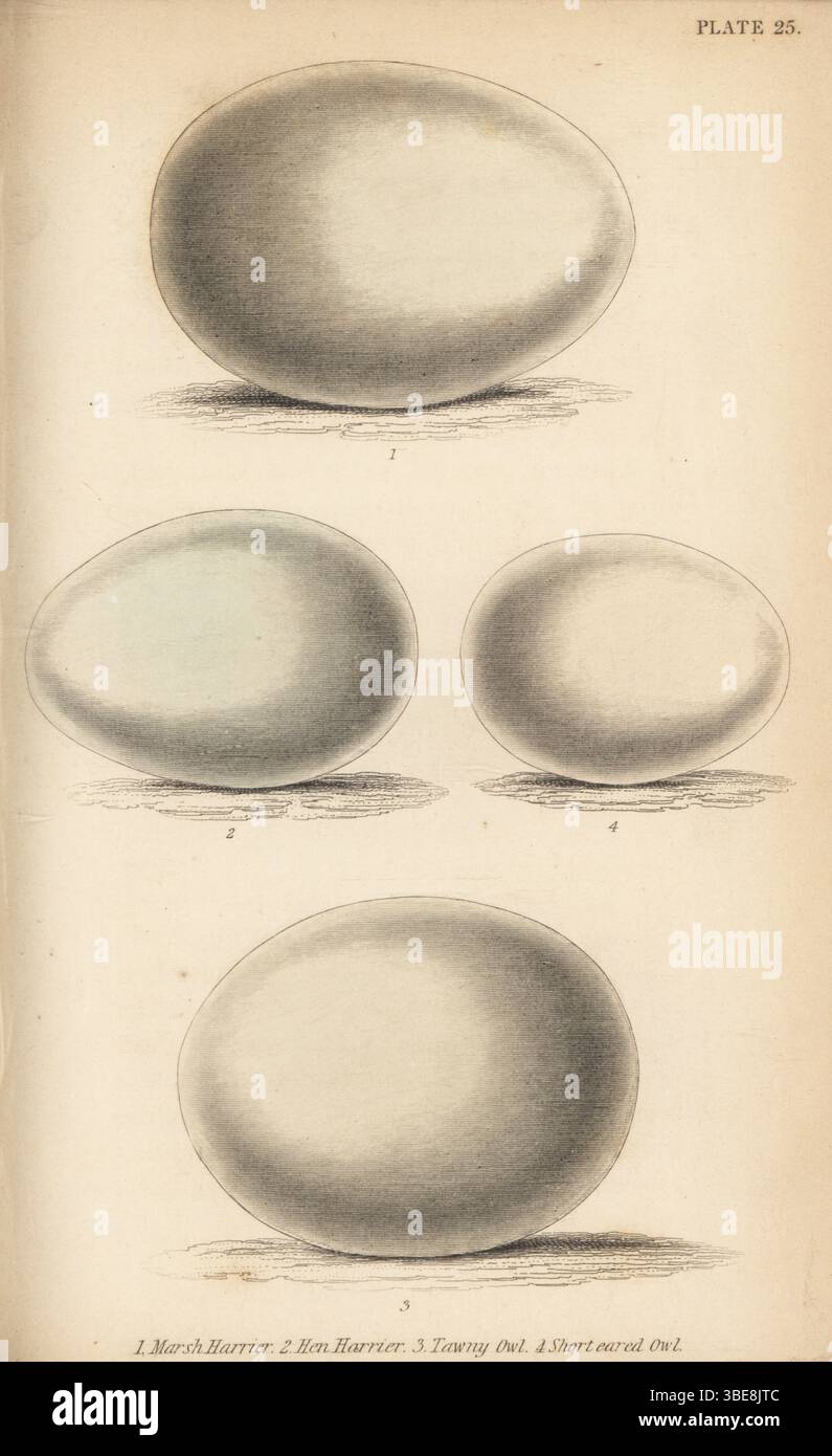 Eggs of the marsh harrier, Circus aeruginosus, hen harrier, Circus cyaneus, tawny owl, Strix aluco, and short-eared owl, Asio flammeus. Handcoloured steel engraving by William Lizars after an illustration by James Stewart Prideaux John Selby from Sir William Jardine’s Ornithology, British Birds, Birds of Prey, Vol. XXIV of The Naturalist’s Library, W.H. Lizars, Edinburgh, 1843. Stock Photo