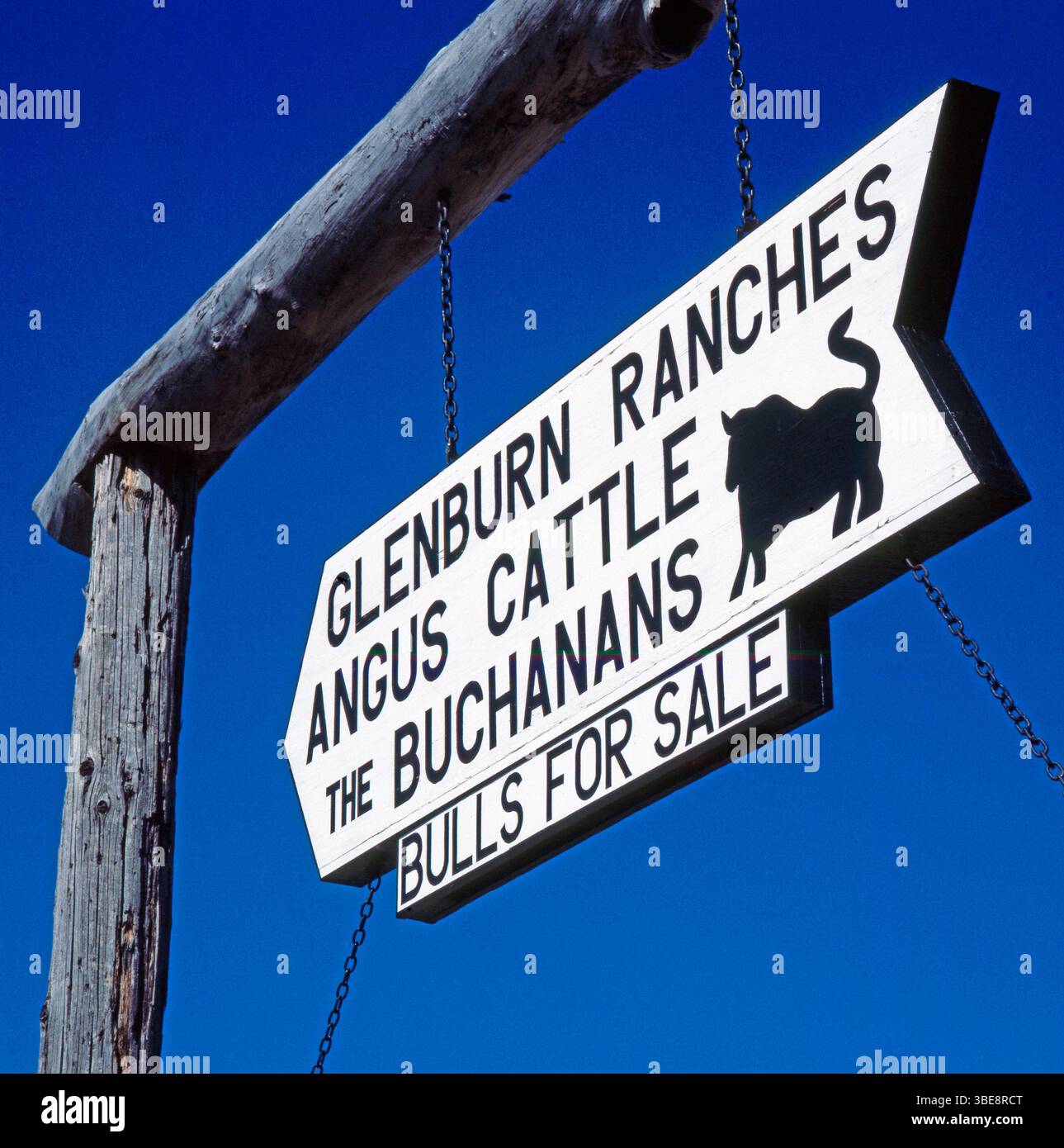 Angus-Rinderranch in Alberta, Kanada, Bullenherde Angus-Rinderranch ...