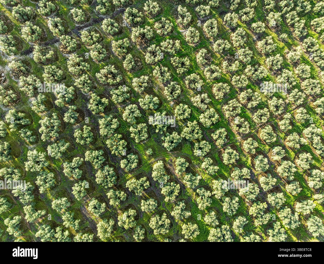 Fields of olive trees, trees planted in rows, aerial view, near village Cabra, Andalusia, Spain Stock Photo