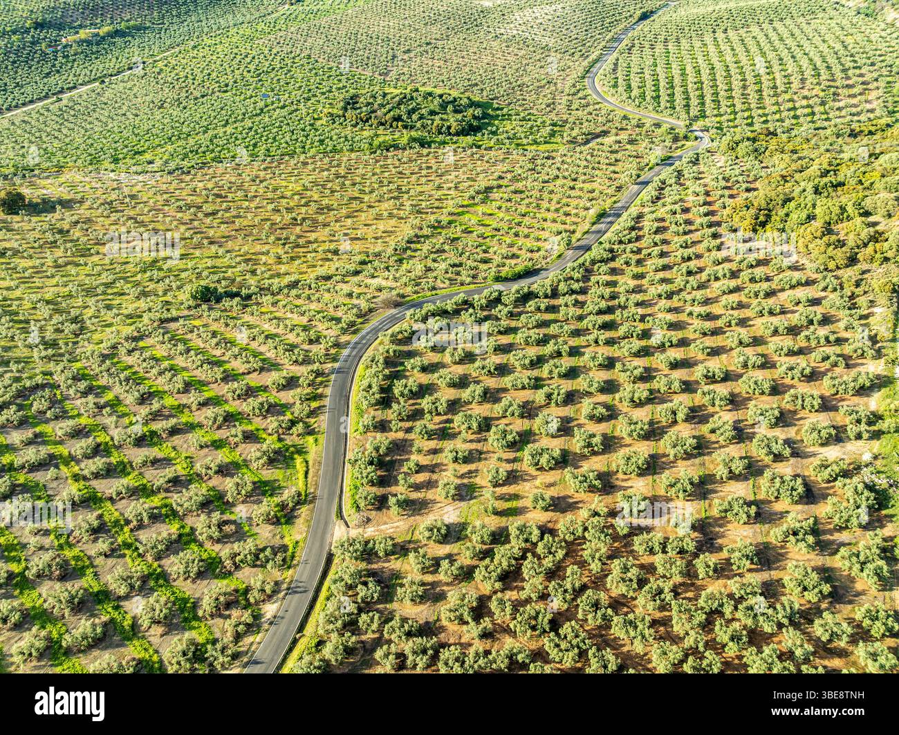 Fields of olive trees, trees planted in rows, aerial view, near village Cabra, Andalusia, Spain Stock Photo