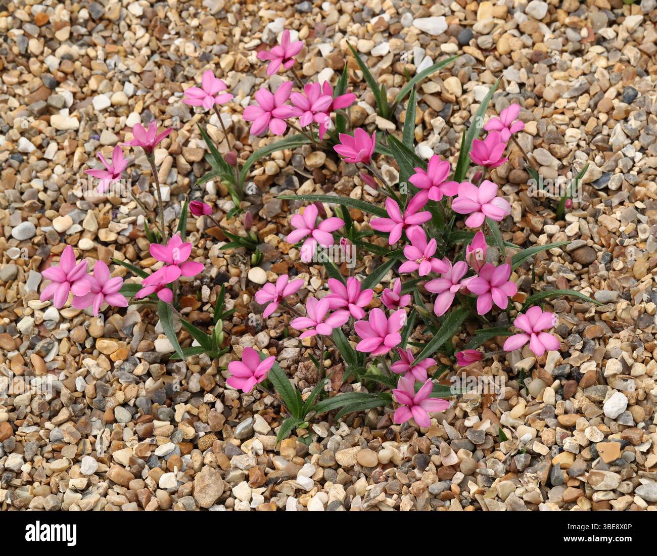 Red Star or Rosy Posy, Rhodohypoxis baurii, Hypoxidaceae. South Africa, Lesotho, and Swaziland. Hypoxis baurii, the red star or rosy posy, is a specie Stock Photo