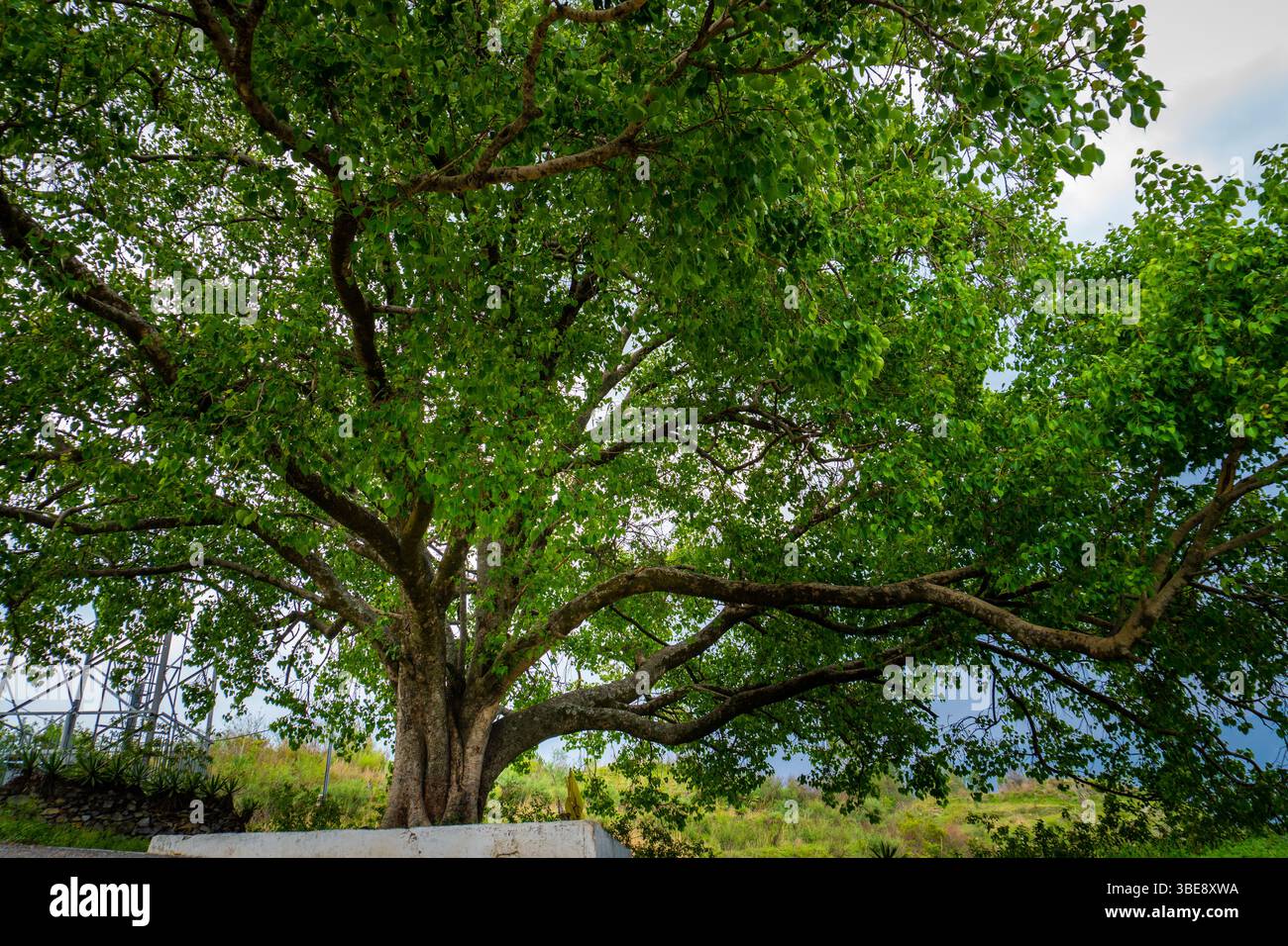 Ficus religiosa sacred fig tree hi-res stock photography and images - Alamy