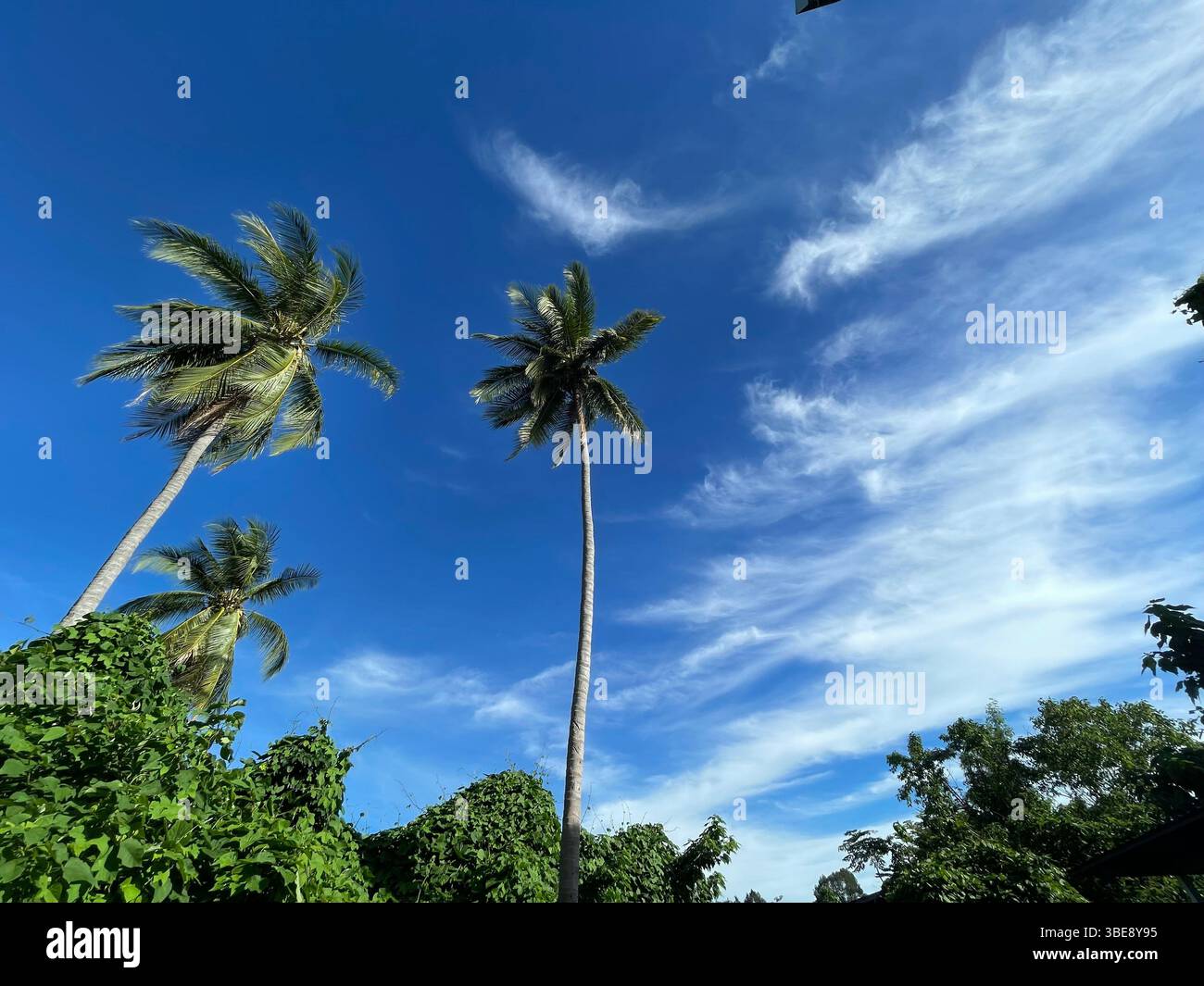 Tall coconut palm tree reaching into a deep blue sky with wispy cirrus ...