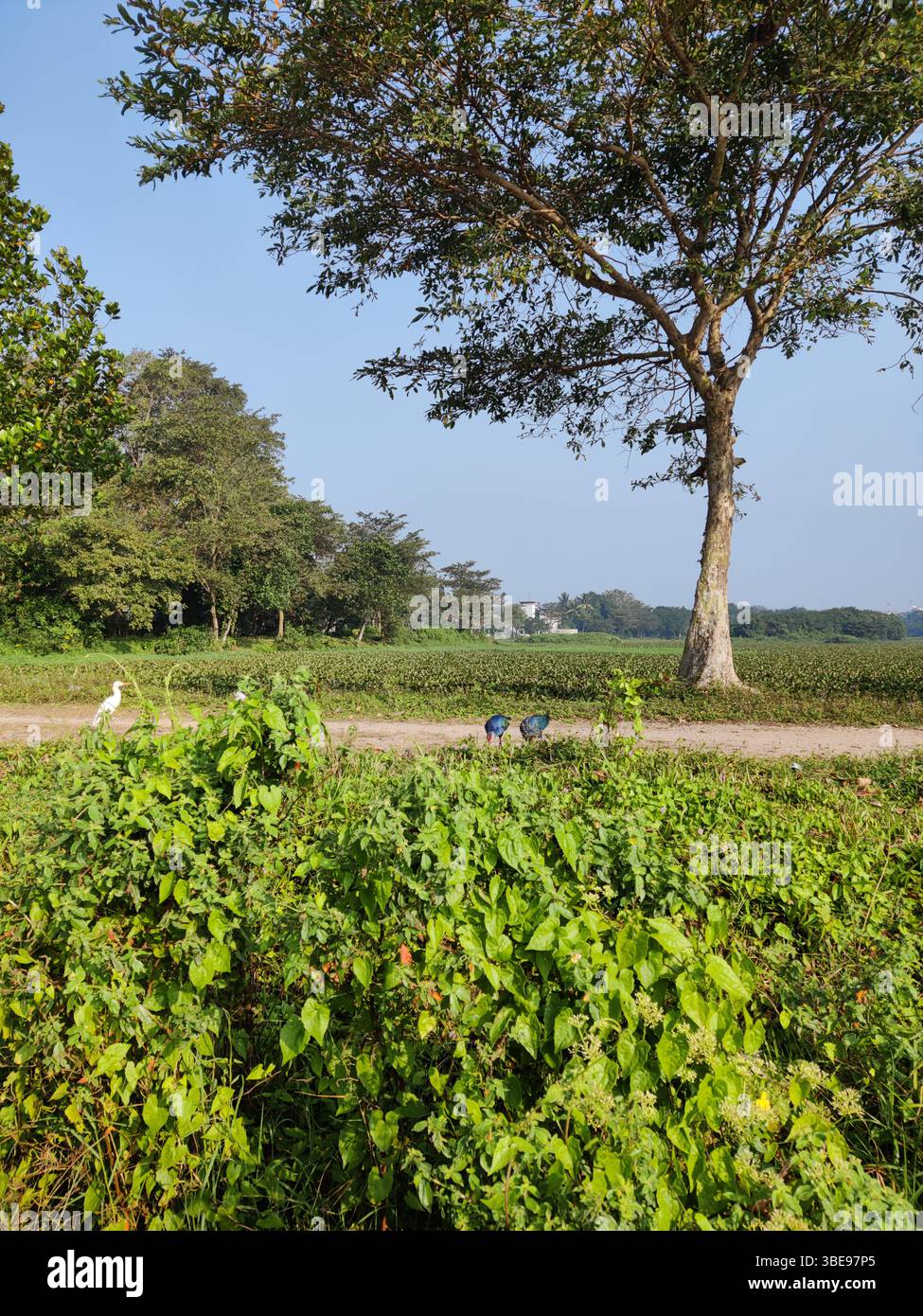 The sturdy presence of the tree with the lively, varied life of the surrounding plants and birds, framed by the expansive sky above.Sri Lanka. - Smartphone Captured Stock Image