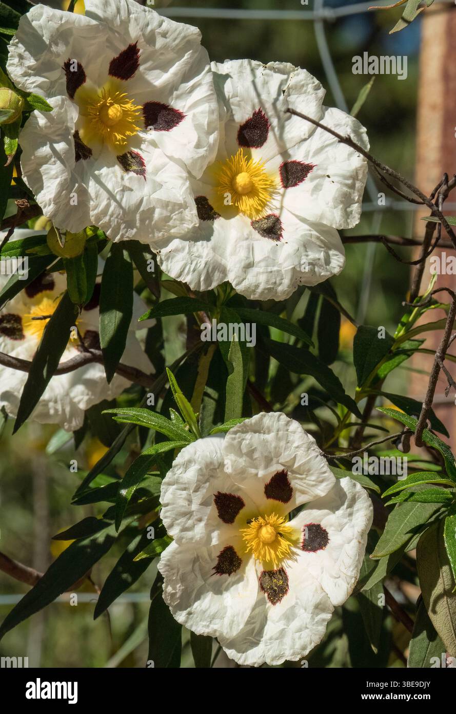 Gum rock roses hi-res stock photography and images - Alamy