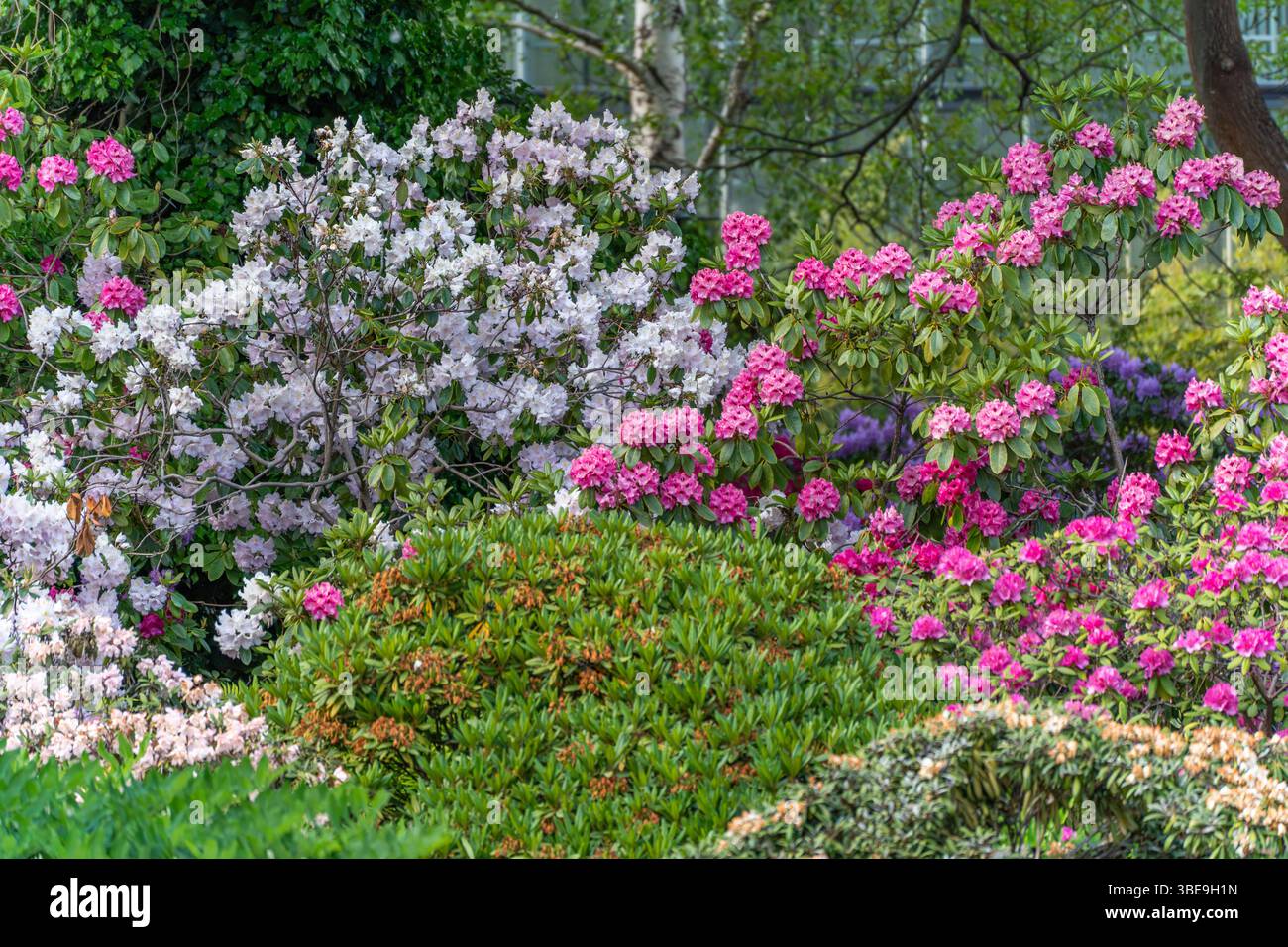 Purple Spring Splendor Blossoms Splendor Colors Garden Experience Spring’s Splendor At
