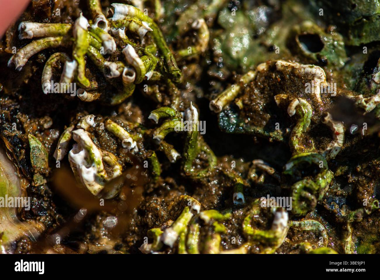 A detailed close-up of a marine shell encrusted with a rich community ...