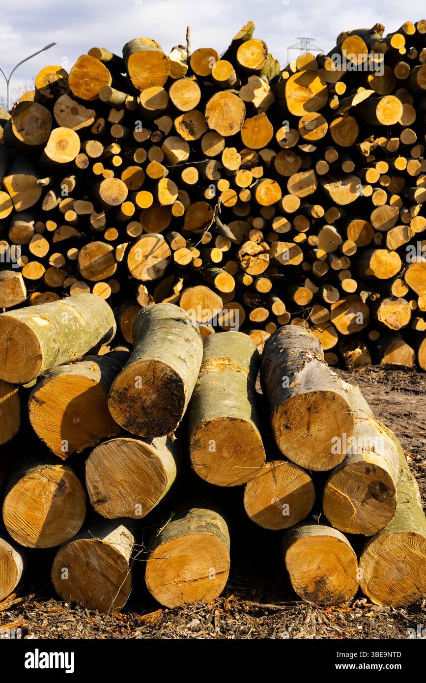 Large pile of stacked logs in a lumberyard, ready for processing and transportation Stock Photo