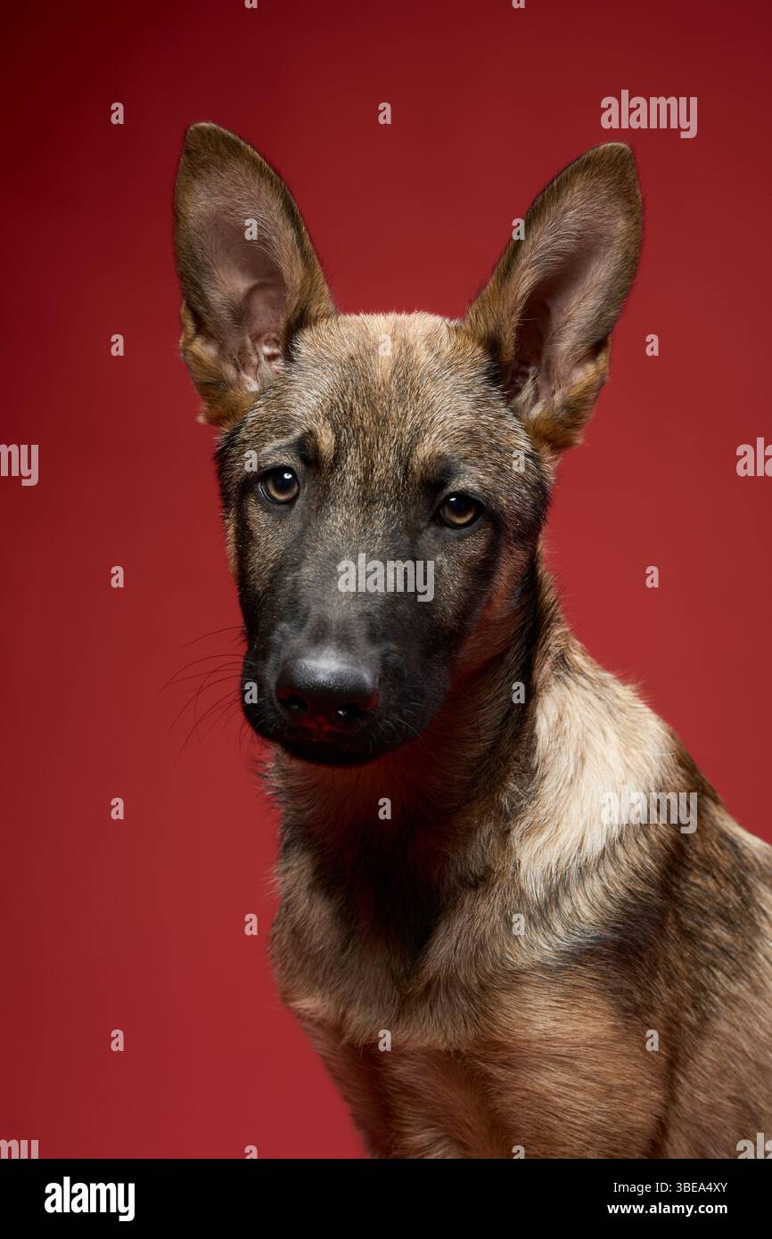 A wolfdog looks directly at the camera with a focused expression against a deep red background. The rich color enhances the dog's strong features and Stock Photo