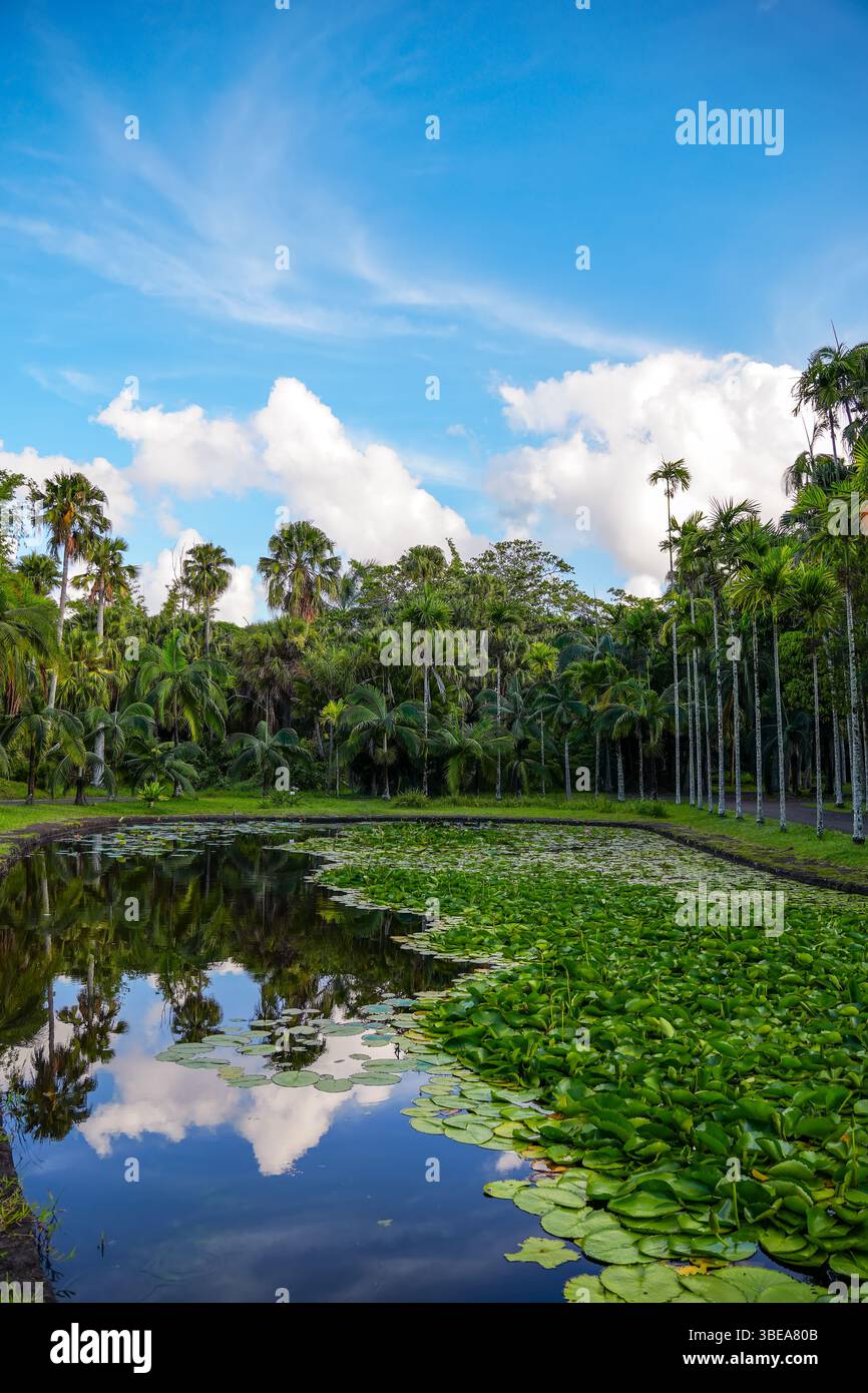 Picturesque Tropical Garden with Palms and Aquatic Plants.Idyllic Landscape: Palm Trees by a Tranquil Lily Pond Stock Photo