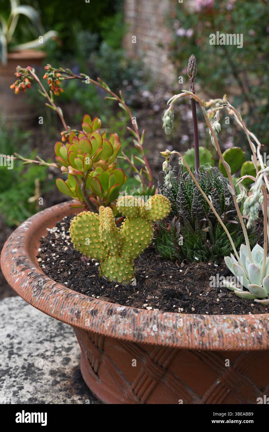 Cactus compost hi-res stock photography and images - Alamy