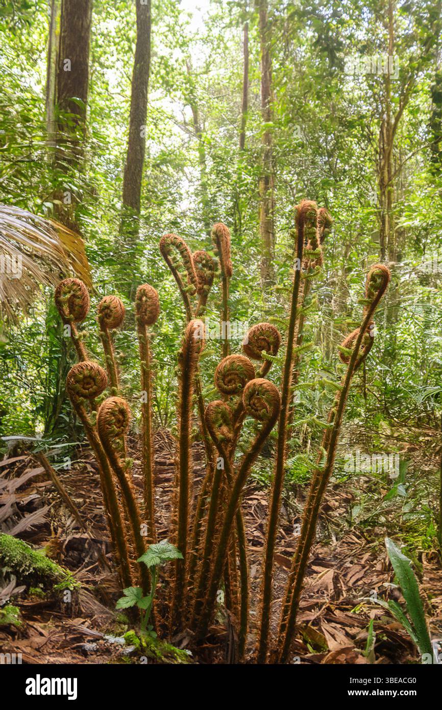 Wood ferns hi-res stock photography and images - Alamy