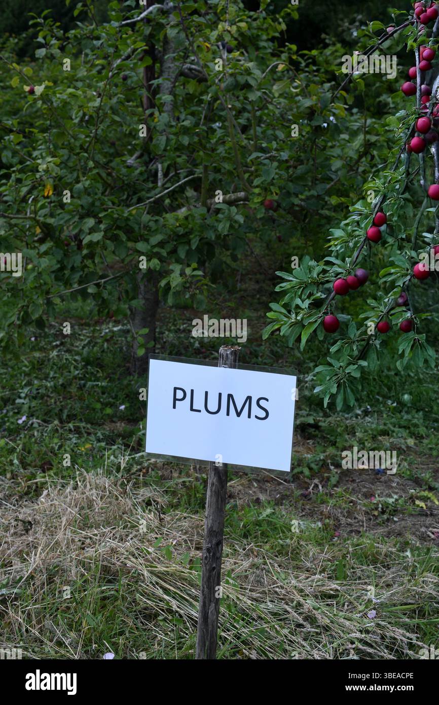 Plum orchard Stock Photo