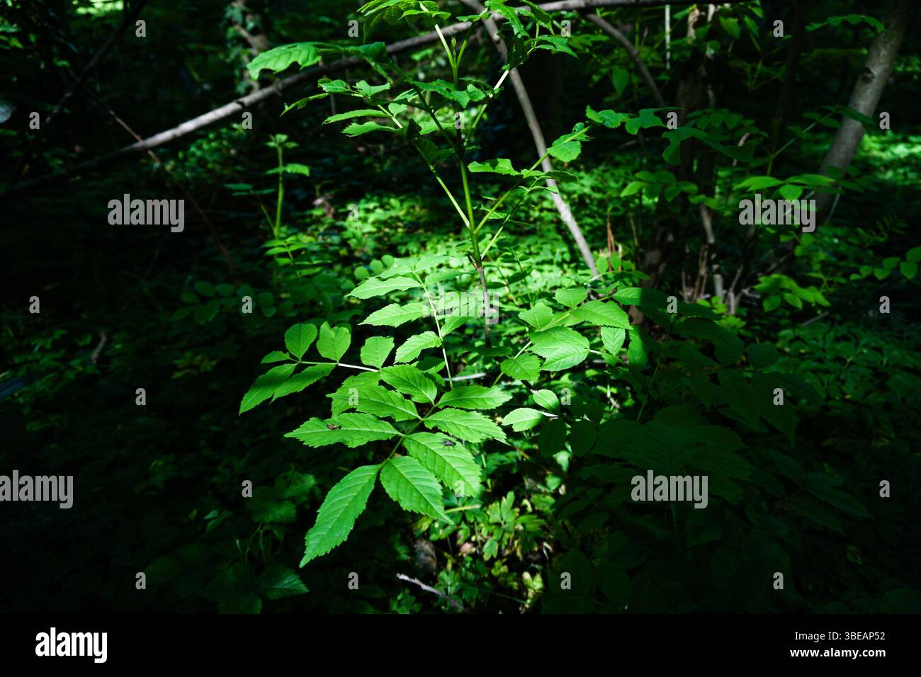 Countryside in italy Stock Photo